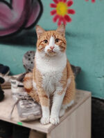 Котка; Коментари:2