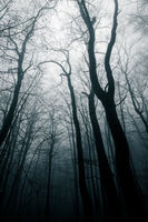 Misty day; Коментари:2