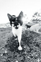 Коте closeup; comments:2