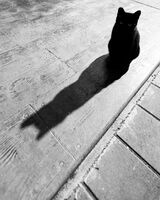 Коте blacknwhite; comments:1