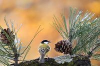 без име ( ID=2568982 ); Коментари:2