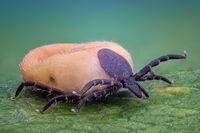 Кърлеж; Коментари:6