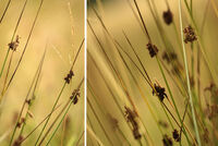 без име ( ID=2568997 ); Коментари:1