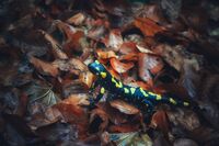 без име ( ID=2569018 ); Коментари:2