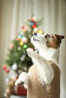 Теди, пуловер, коледни светлини; No comments