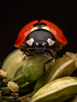 Калинка; Коментари:3