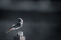 без име ( ID=2569068 ); Коментари:2