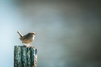 no name ( ID=2569070 ); comments:2