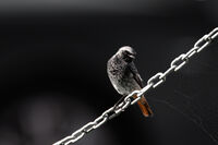 без име ( ID=2569071 ); Коментари:2