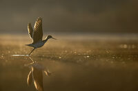 отражения [II]; Коментари:3