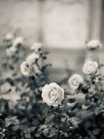 утро. вятър и вода.; comments:6