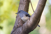 ТрТропически птички от Хонконг... опически птички от Хонконг...; comments:4