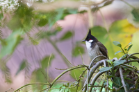 Тропически птички от Хонконг...; comments:3