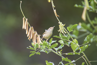 Тропически птички от Хонконг...; Коментари:2