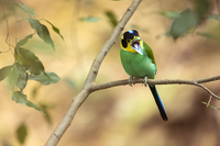 Тропически птички от Хонконг...; Коментари:5