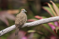 Тропически птички от Хонконг...; Коментари:3