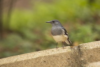 Тропически птички от Хонконг...; Коментари:3