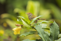 Тропически птички от Хонконг...; Коментари:3