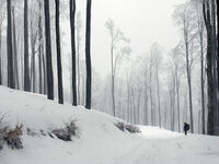 без име ( ID=2569144 ); Коментари:3