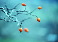 без име ( ID=2569206 ); Коментари:3