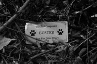 Abney Park Cemetery VII; No comments