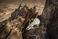 Bonewood; Коментари:1