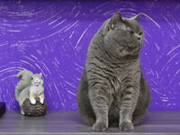 :); Коментари:2