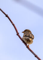 Врабец по изгрев; comments:2