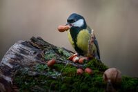 no name ( ID=2569312 ); comments:3