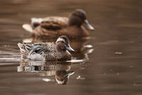 Лятно бърне; comments:3