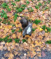 ОРЕХЧЕ, ЛЕШНИК...?; comments:1