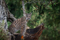 Малко рисче; Коментари:4