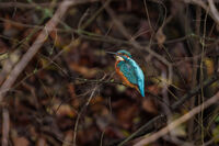 no name ( ID=2569410 ); No comments