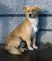 Куче-серия; Коментари:1