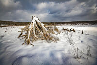 The Beast; Коментари:5