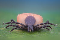 без име ( ID=2569479 ); Коментари:4