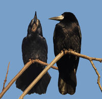 диви и красиви; comments:2