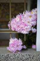 Красотата ще спаси дома; comments:3