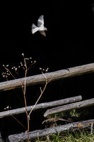 Към светлината; Коментари:1