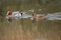 Евразийска патица; Коментари:3