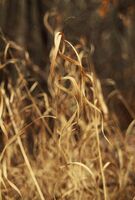 no name ( ID=2569568 ); comments:2