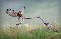 тръстиков блатар; Коментари:7