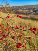 no name ( ID=2569585 ); comments:2