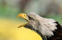 без име ( ID=2569596 ); Коментари:6