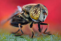 Муха; comments:8