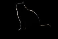 "Силуетът"; comments:2