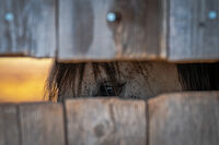 &quot; Поглед отвъд оградата&quot;; comments:1