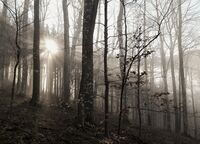 December Morning; Коментари:2