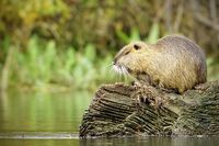 Нутрия; Коментари:2