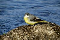 Жълта стърчиопашка; comments:4